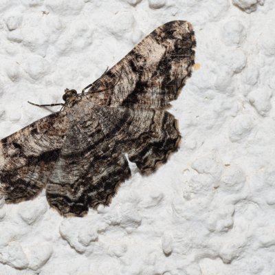 Peribatodes umbraria (různorožec nápadný), HR, Jablanac