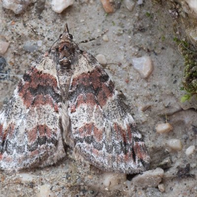 Hydriomena ruberata (píďalka rudokřídlá), IT, Tre Cime, Jižní Tyrolsko