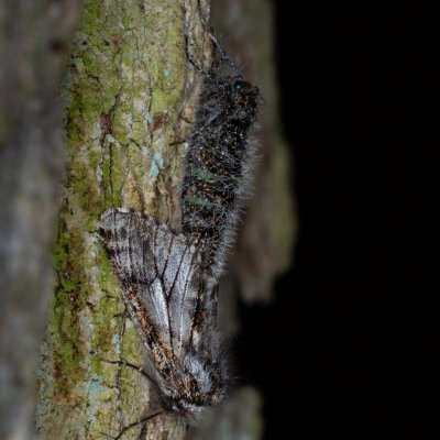 Lycia pomonaria (drsnokřídlec ovocný), Žebětín