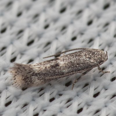 Elachista sp., PR Pavlovské mokřady