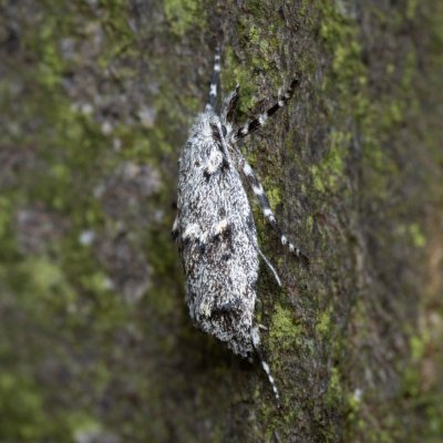 Diurnea fagella (šedivěnka jarní), PP Pekárna