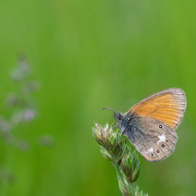 Coenonympha glycerion (okáč třeslicový), Podkomorské lesy