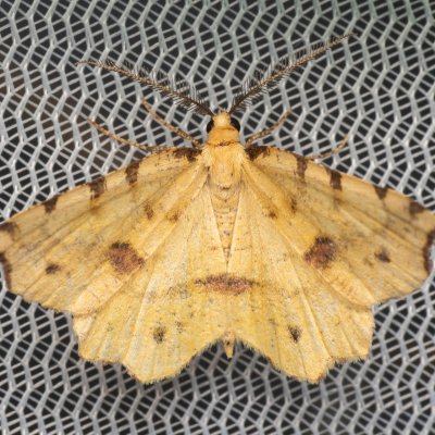 Therapis flavicaria (zejkovec žlutý), PP Ječmeniště