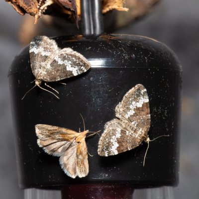 Perizoma alchemillata (píďalka konopicová), Augšperský potok