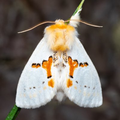Leucodonta bicoloria (hřbetozubec dvoubarvý), NPR Radostínské rašeliniště