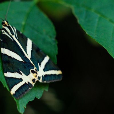 Euplagia quadripunctaria (přástevník kostivalový), Daremní