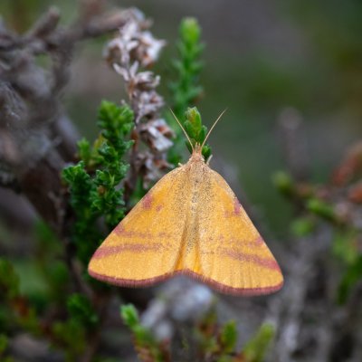 Lythria purpuraria (rudopásník šťovíkový), NP Podyjí, Kraví hora