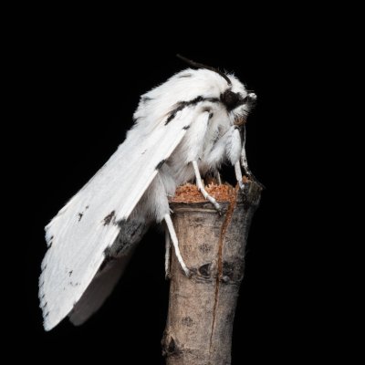 Acronicta leporina (šípověnka vrbová), Hády