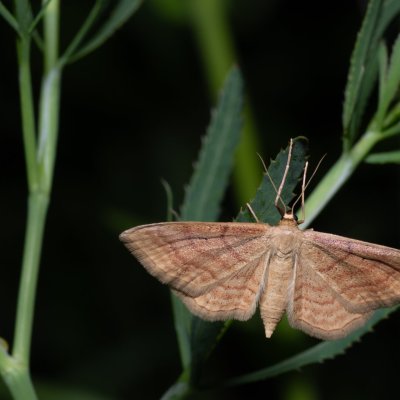 Idaea ochrata (žlutokřídlec okrový), PR Turold
