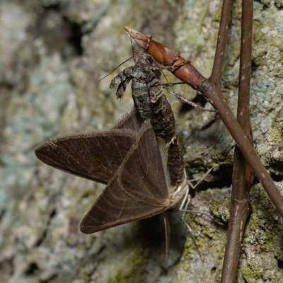 Agriopis marginaria (tmavoskvrnáč habrový), Žebětín