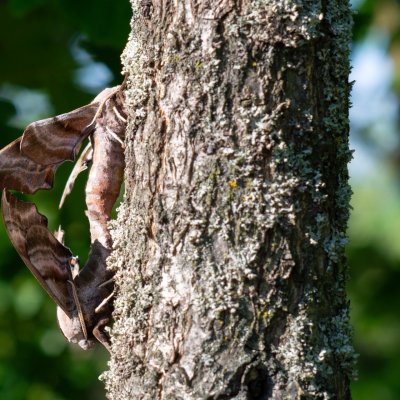 Smerinthus ocellatus (lišaj paví oko), PR Kamenný vrch