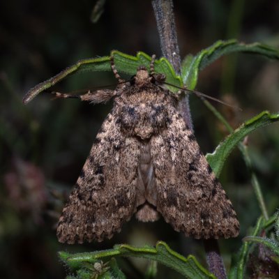 Amphipyra effusa (-), GR, Arakli, Korfu