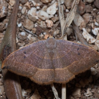 Watsonalla uncinula (-), GR, Myrtidion monastery, Korfu
