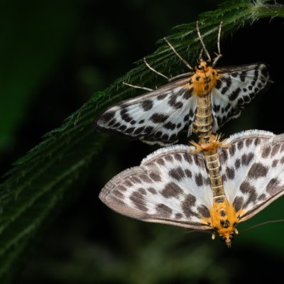 Anania hortulata (zavíječ zahradní), PP Prameniště Pohořského potoka