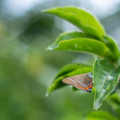 Satyrium pruni (ostruháček švestkový), Nový dvůr