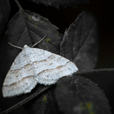 Mesotype parallelolineata (píďalka pampelišková), Žebětín