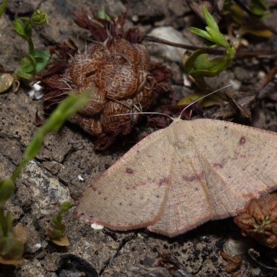 Cyclophora puppillaria (očkovec očkovaný), GR, Arakli, Korfu