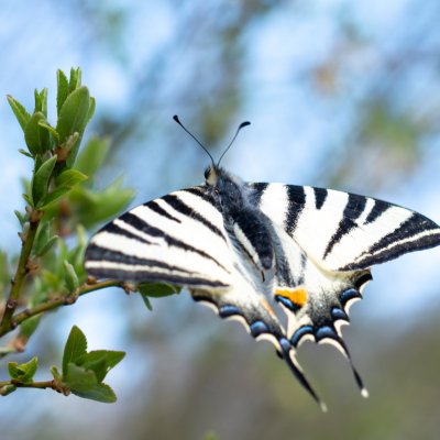 Iphiclides podalirius (otakárek ovocný), Střední Pojihlaví