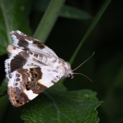 Acontia lucida (světlopáska slézová), NPP Pouzdřanská step - Kolby