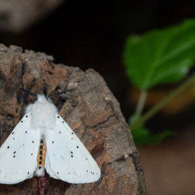 Spilosoma lubricipeda (přástevník mátový), Augšperský potok
