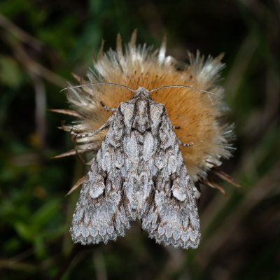 Meganephria bimaculosa (pestroskvrnka dvouskvrnná), NPP Na Adamcích