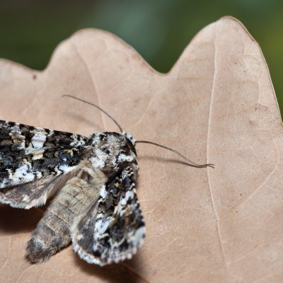 Hadena confusa (můra malá), PR Kamenný vrch
