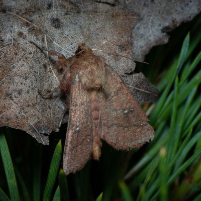 Mythimna turca (plavokřídlec mokřadní), PP Černice