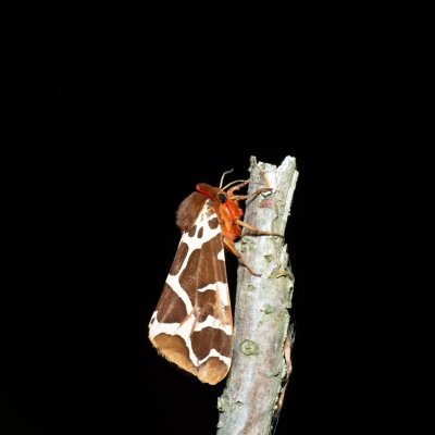 Arctia caja (přástevník medvědí), Březina