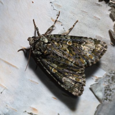 Craniophora ligustri (šípověnka jasanová), Hády - Ruženin lom