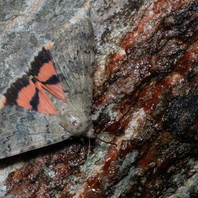 Catocala puerpera (stužkonoska vzácná), Hrušovany u Brna