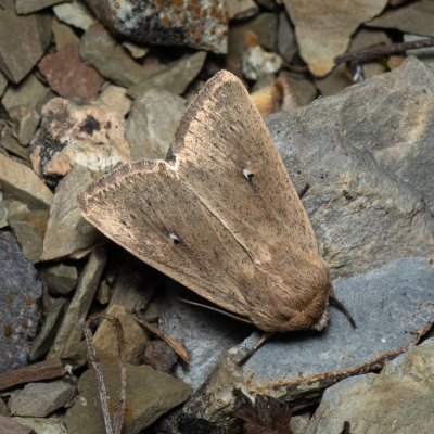 Mythimna sicula (plavokřídlec západní), Hády