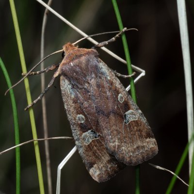 Conistra erythrocephala (zimovnice rudohlavá), Kývalka