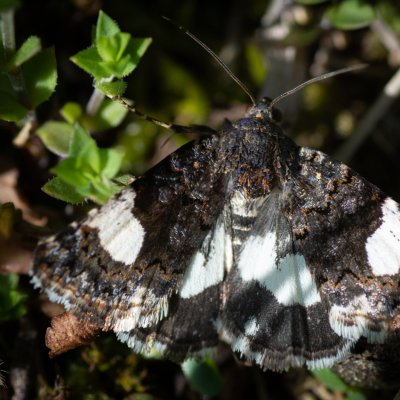 Tyta luctuosa (tmavoskvrnka svlačcová), PR Kamenný vrch