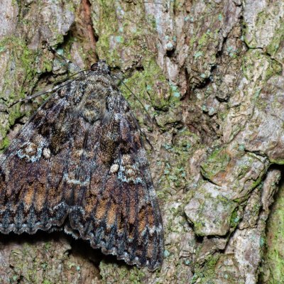 Catocala sponsa (stužkonoska dubová), Žebětín