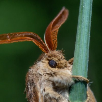 Macrothylacia rubi (bourovec ostružiníkový), Žebětín