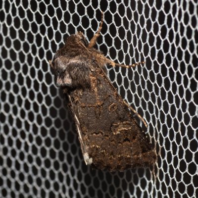 Tholera cespitis (můra metlicová), Hodonín - Zbrod