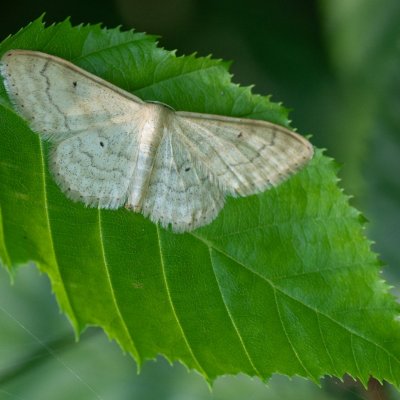 Idaea deversaria (žlutokřídlec lesní), Podkomorské lesy