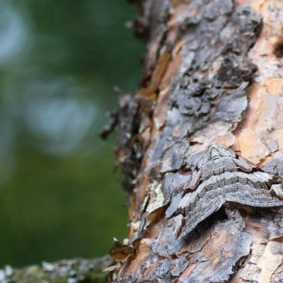 Aplocera praeformata (píďalka třezalková), SK, Štôla