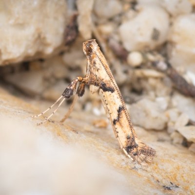 Caloptilia honoratella (-), lom Perná