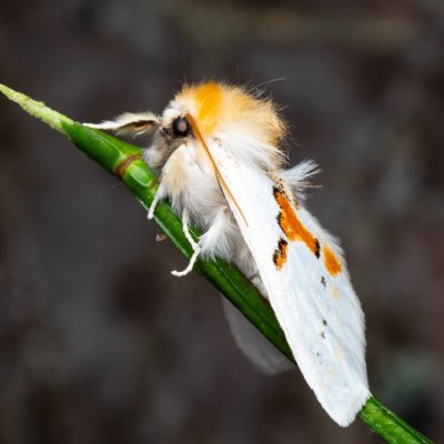 Leucodonta bicoloria (hřbetozubec dvoubarvý), NPR Radostínské rašeliniště