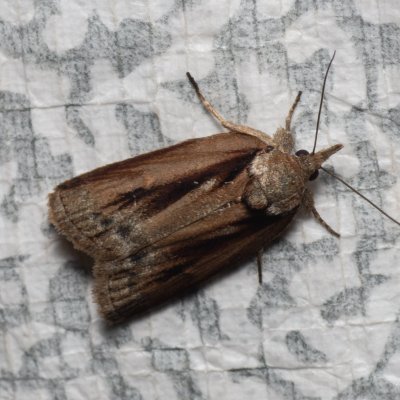 Nycteola revayana (můrka listová), PP Černice