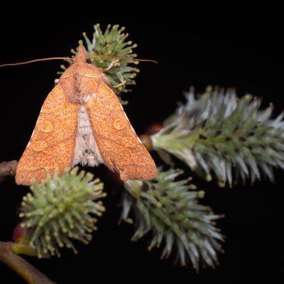 Jodia croceago (zlatokřídlec vzácný), Kývalka