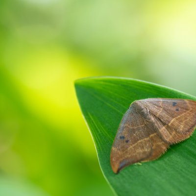 Watsonalla binaria (srpokřídlec dubový), Žebětín