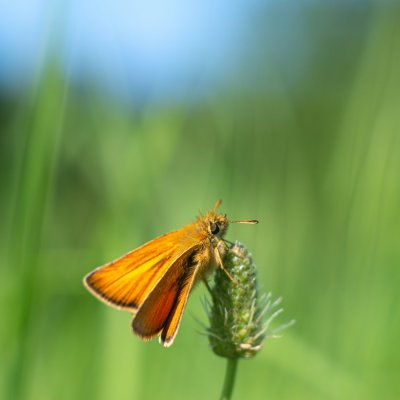 Thymelicus lineola (soumračník čárečkovaný), Podkomorské lesy