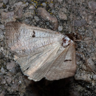 Lygephila pastinum (hnědopáska obecná), NPP Červený kopec