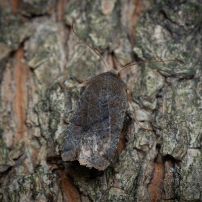 Conistra vaccinii (zimovnice brusnicová), Žebětín