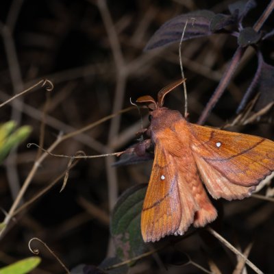 Odonestis pruni (bourovec švestkový), PP Na cvičišti
