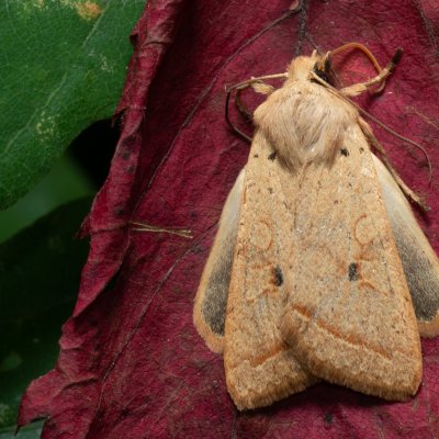 Agrochola macilenta (polnice buková), Kamenný vrch