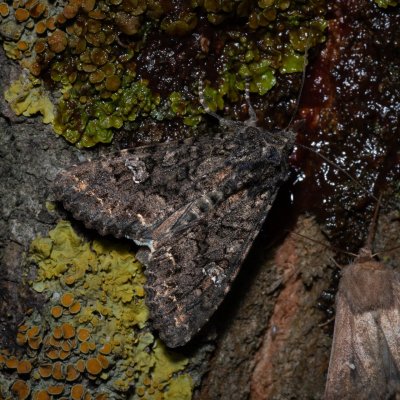 Mamestra brassicae (můra zelná), Hrušovany u Brna