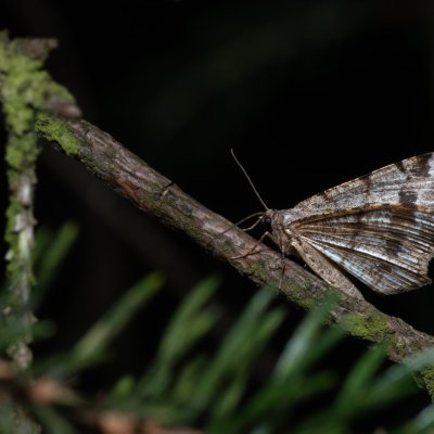 Macaria signaria (kropenatec jedlový), NPR Radostínské rašeliniště